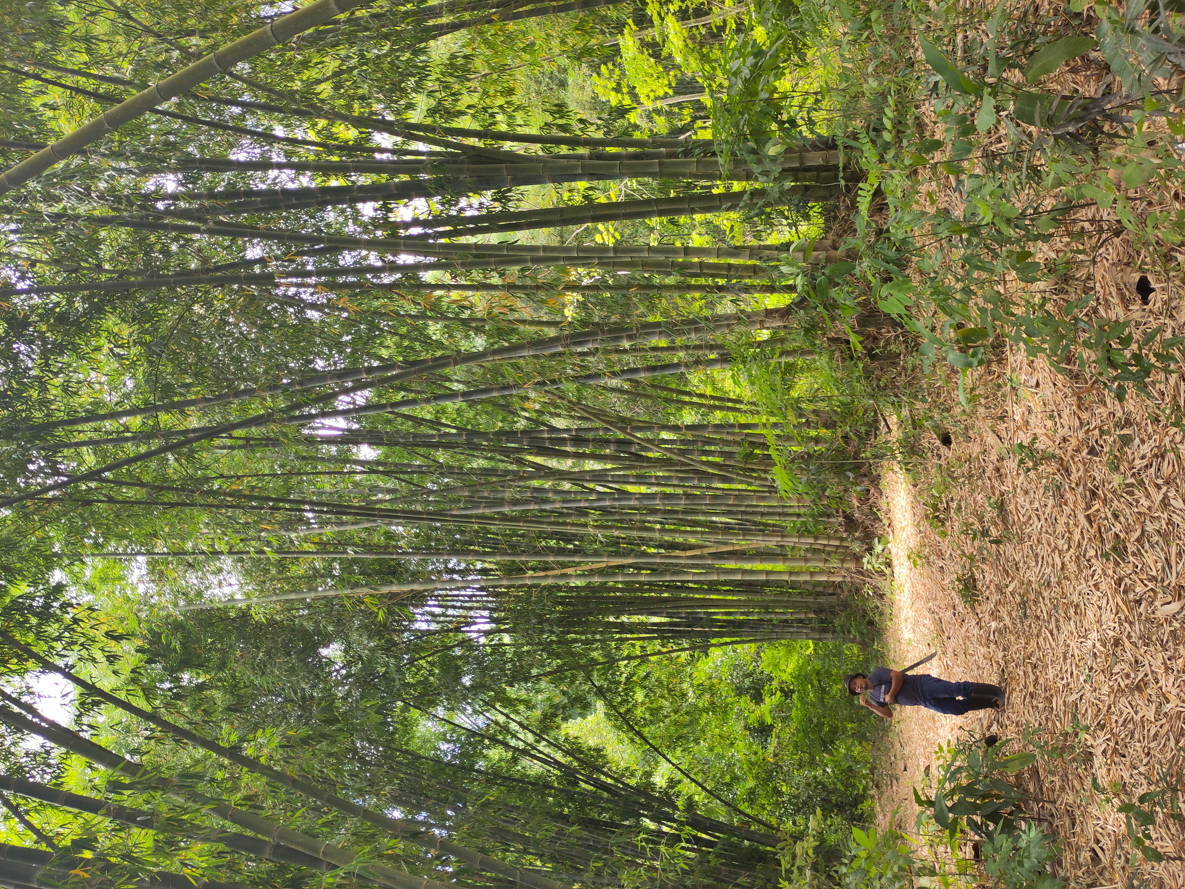 Bambus - Baumaterial für Schulbauten